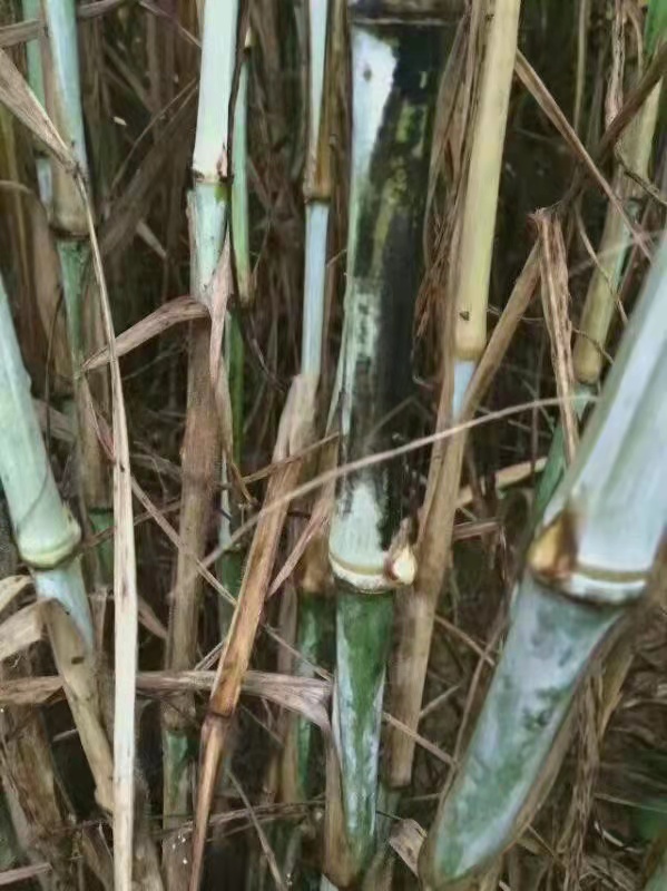 巨菌草草种价格