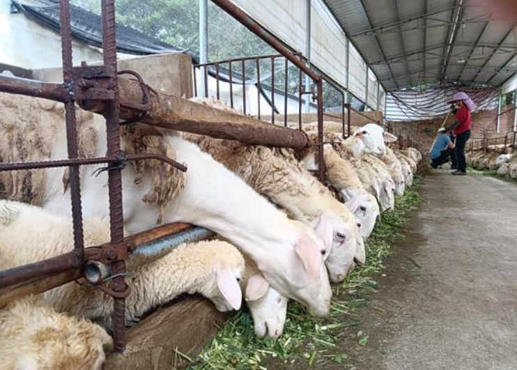 山西巨菌草养羊