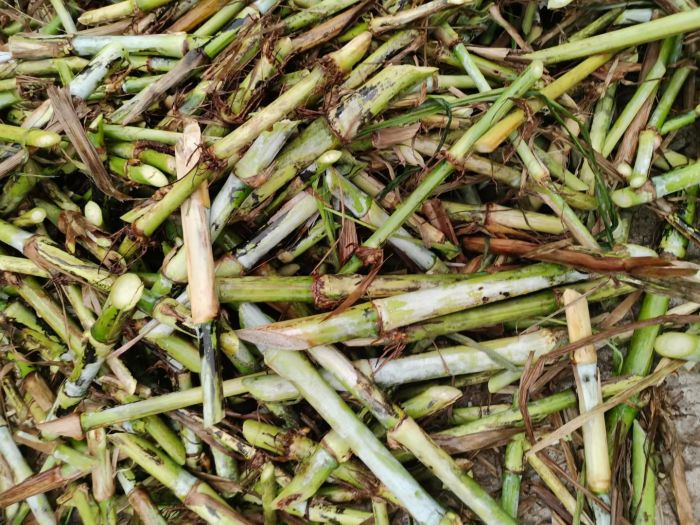 山西巨菌草适合在什么地种植