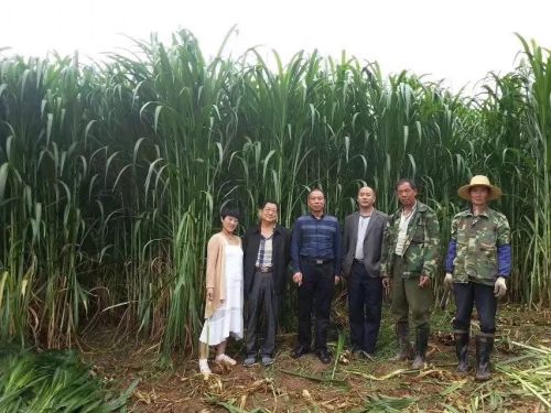 巨菌草的营养价值和在其他领域的应用