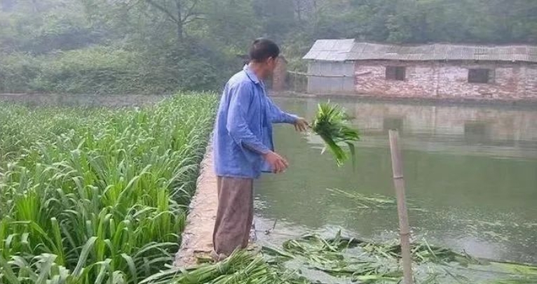 青海巨菌草可以用于养殖草鱼吗