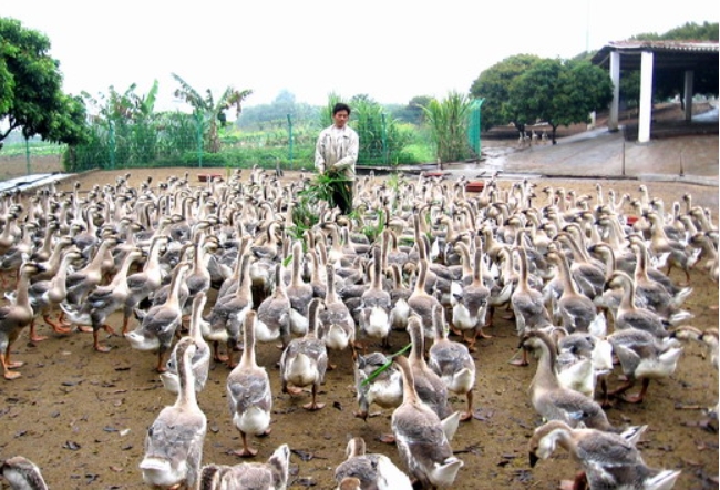 山西巨菌草养鹅
