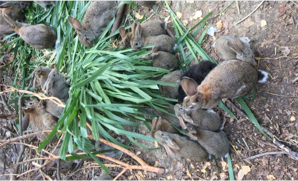 山西巨菌草养兔