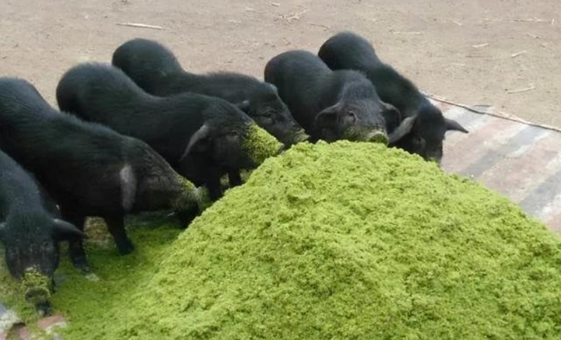 山西巨菌草养猪