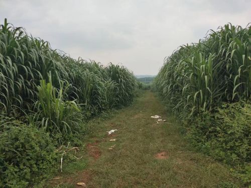 浙江巨菌草的市场价格是多少？