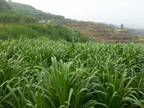山西巨菌草的种植成本高不高？