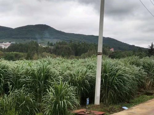 巨菌草种植的经济效益如何？