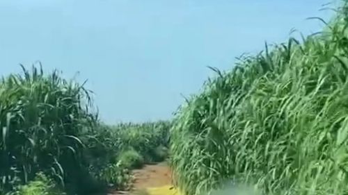 浙江巨菌草种植的注意事项
