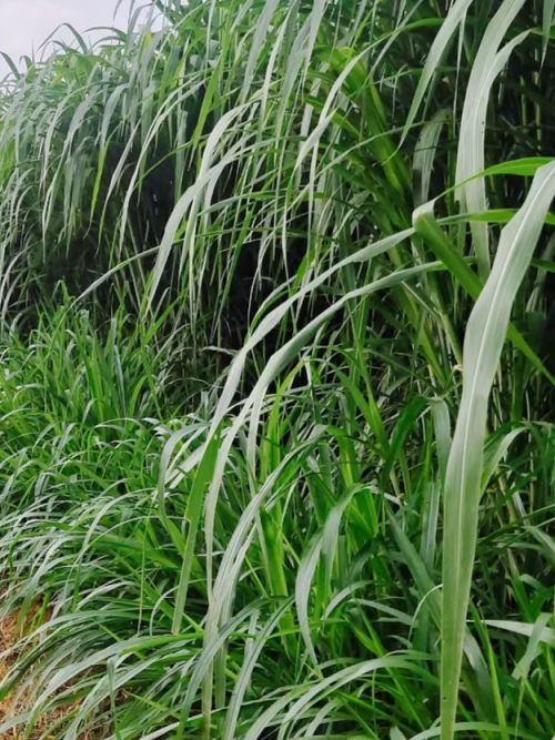 巨菌草种植项目的市场投资回报率大概是多少？