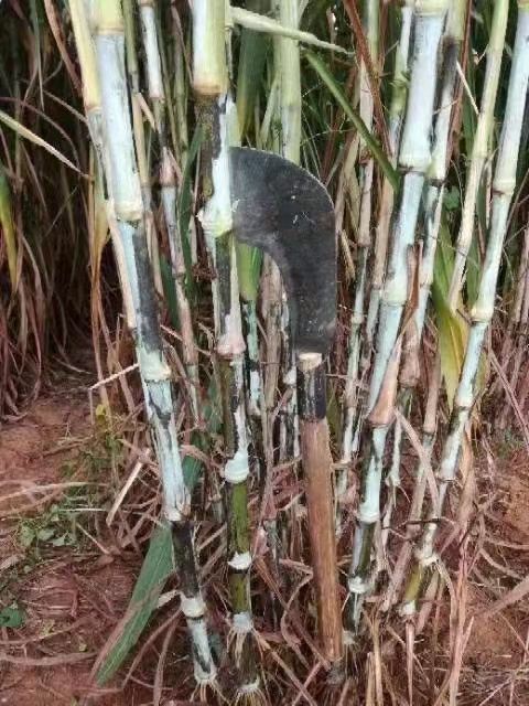 湖南巨菌草种子有没有种子