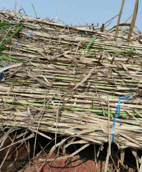 湖南巨菌草种节