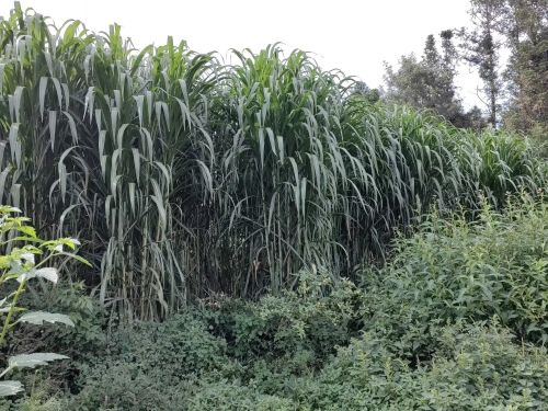 贵州巨菌草与普通牧草营养价值对比