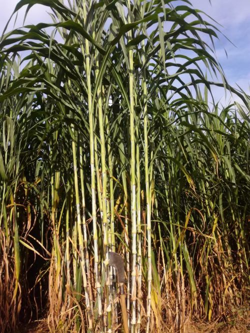 贵州巨菌草营养价值