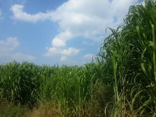 种好巨菌草 带富一方人