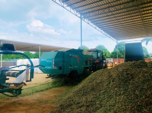 新疆巨菌草撑起郧西百亿梦想