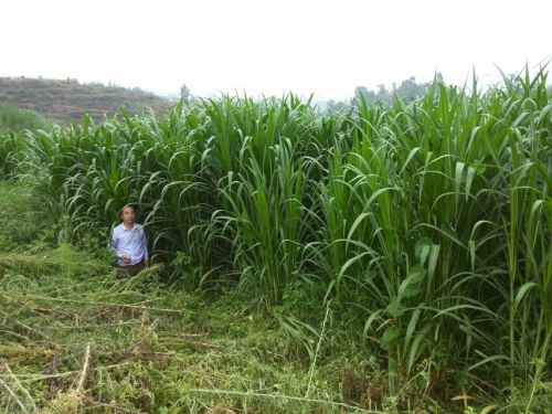 广东巨菌草种植山区生态循环标杆的具体做法有哪些优势？