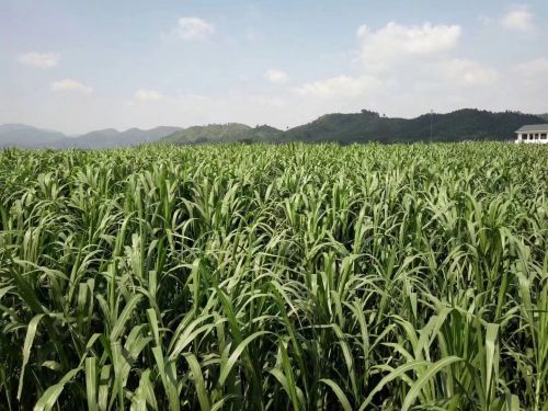 天津巨菌草养鹅的收割频率是多少？