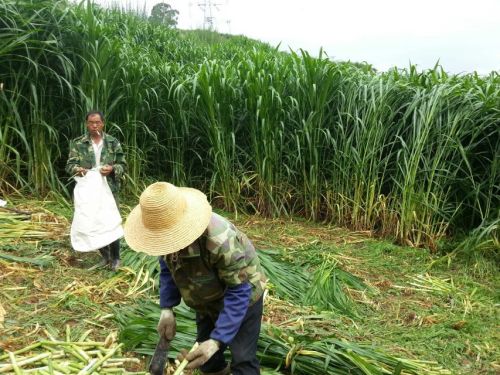 青海巨菌草养羊